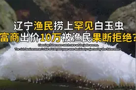 辽宁渔民捕捞上罕见玉虫，通体洁白剔透，富商果断出10万要买走视频封面
