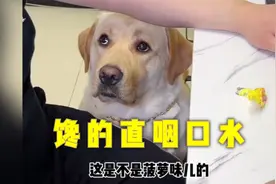 一根棒棒糖把狗馋的直咽口水，一脸的无奈视频封面
