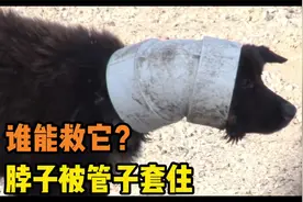 水管管道套住狗的头，这是何等的坏啊，狗狗三个月的折磨谁来伸冤视频封面