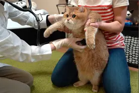 家庭医生来给网红猫打针，猫咪：猛男打针不哭视频封面