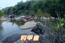 一条河沟放30多个甲鱼钓，用泥鳅做诱饵！