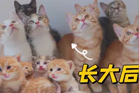 领养出去的奶猫回家过年，还认识猫妈么？视频封面