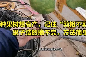 种果树想高产，记住“剪粗不剪细”，果子结的摘不完，方法简单视频封面