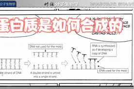9 How Is Protein Made 蛋白质是如何合成的 常荣学分子生物学视频封面