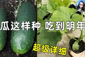 太详细了，关于种冬瓜的一切...视频封面