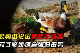 公鸭进化出螺旋生殖器，为了繁殖还会强迫母鸭视频封面
