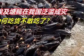非洲人的“救命鱼”，入侵我国后泛滥，埃及塘鲺为何无人敢吃？视频封面