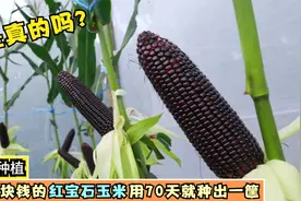 超市八块钱的红宝石玉米，只用70天就种出一筐，非常高产各个饱满视频封面