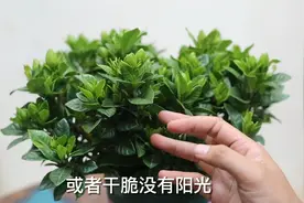 栀子花叶子干了怎么办？园艺师教你，栀子花基础养护技巧视频封面