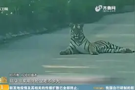 的哥开车路遇野生东北虎，对视20分钟老虎才离开，一车人直接吓坏视频封面