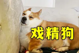 这狗睡个觉咋有这么多戏呢？视频封面