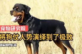 全网唯一不会叫的狗，将狗仗人势演绎到极致，堪称狗界影帝视频封面