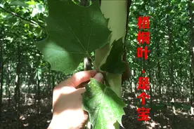 “梧桐叶”是个宝，很多人不知道它对人的好处，赶紧看下它的妙用视频封面