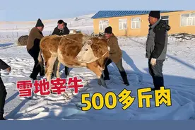 冬季雪地宰800斤的牛，5个壮汉齐力放倒，分割新鲜牛肉摆户外冰冻视频封面
