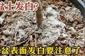 你家的花盆表面有发白要注意了，处理不及时只会越长越弱视频封面