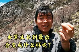 虫草生长到最后会变成啥样？很多朋友都在问阿斌，今天给大家答案视频封面