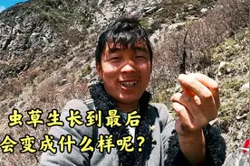 虫草生长到最后会变成啥样？很多朋友都在问阿斌，今天给大家答案视频封面