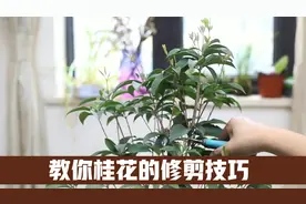 桂花怎么修剪？园艺师教你修剪技巧，其实很多人都剪错了视频封面