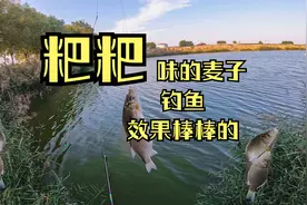 味道是臭了一点，但是钓鱼的效果出奇的好。臭麦子钓鱼，我最爱视频封面