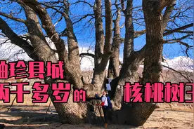 两千多岁的核桃树王每年还能产那么多核桃，西藏朗县的镇县之宝视频封面
