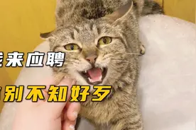 流浪猫主动上猫咖应聘，流浪猫都内卷了？视频封面