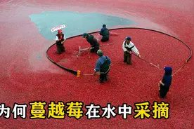 蔓越莓为什么要泡在水中采摘？原来与自身结构有关视频封面