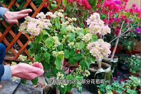 重瓣三角梅西施怡锦，爆花很简单简单做好这几点不开花都难视频封面