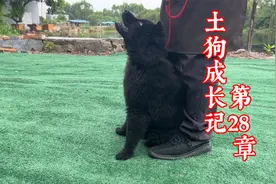 如何让狗正确快速学会坐立，训犬师详细教程在这，让你一看就会视频封面