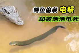 鳄鱼偷袭电鳗却被活活电死，瞬间放电860v，为何不用电鳗发电？