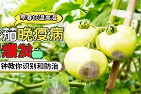 晚疫病是番茄重要病害，如何辨别和有效防治?专家经验分享视频封面