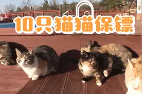 只要喊几声，就能召唤10只小猫咪保护女主人！猫遇到蛇也从不畏惧视频封面