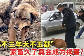 “鸡不三年犬不六载”，是否有道理？家禽养久了，真会成为祸害？视频封面
