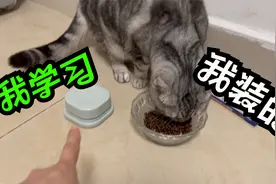 vlog1 | 教我家猫咪学“说话”：先熟悉“吃饭”这个词录音按键视频封面
