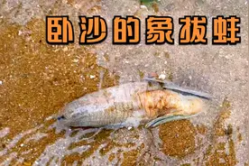 沙滩上好多海鲜集体卧沙，猫眼螺遍地都是！居然还发现大只象拔蚌视频封面