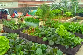 楼顶种菜，掌握这6个关键种植要领，新手也能种出一手好菜视频封面