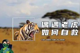 偶遇老虎，如何自救？这一招让你多一条命视频封面