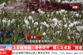 太原植物园：各色花开，藏红花成新“团宠”视频封面