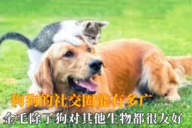 狗狗的社交圈能有多广，你永远想不到，狗子会认识哪些动物朋友视频封面