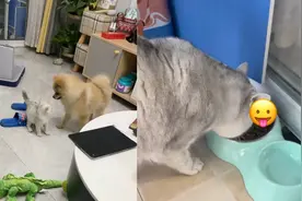 父母被封男孩独居66天，成功喂胖自己和猫狗，妈妈开门瞬间惊呆了视频封面