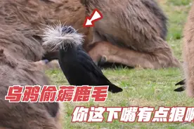 乌鸦偷薅鹿毛，死盯一个地方下嘴，小鹿：你可别太过分了！视频封面