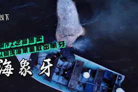 零度以下的生活：猎人齐普从一头搁浅海象上取走象牙制作物品售卖视频封面