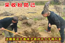 种了3年的药材粉防己，终于收获啦！卖23元一斤划算吗？