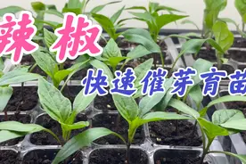 辣椒快速催芽育苗：烫种，浸种，催芽，浇水， 施肥，幼苗徒长。视频封面