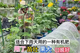 楼顶菜园瓜果蔬菜长得好 施肥也很关键 充分利用天时 合理施肥视频封面