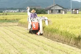 日本发明小型水稻收割机，一天20亩地，17000元收割打包一次成型视频封面