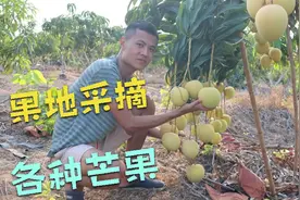 果园采摘试吃各种芒果，试试哪种芒果最好吃视频封面