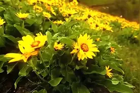地主重重压迫，农民个个同仇，秋收时节暮云愁，霹雳一声暴动。视频封面