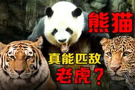熊猫战斗力真相：咬力巨大是真的，三大短板注定了它难敌顶级猛兽视频封面