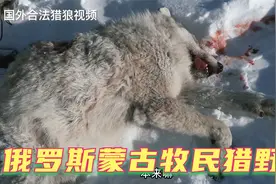 俄罗斯蒙古族牧民，常年与草原狼斗争！总结出了有效的猎狼手段！视频封面