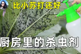只需一个东西，自制杀虫剂，一次就见效！视频封面